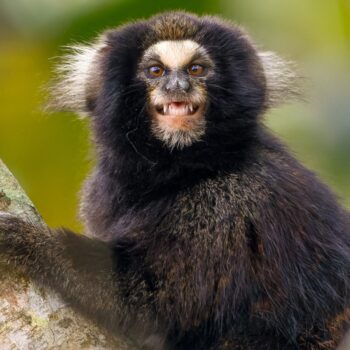 Paulo Mascaretti - Callithrix aurita - sagui-caveirinha