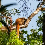 Paulo Rodrigo - Callicebus nigrifrons - sauá