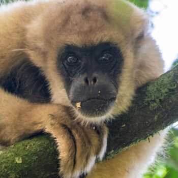 Cibele Manfredini - Brachyteles arachnoides - muriqui-do-sul