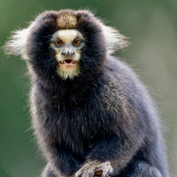 Cibele Manfredini - Callithrix aurita - sagui-caveirinha