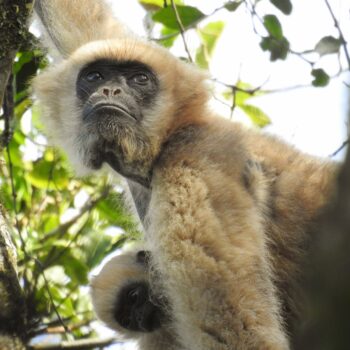 Marcelo Fonseca - Brachyteles arachnoides - muriqui-do-sul