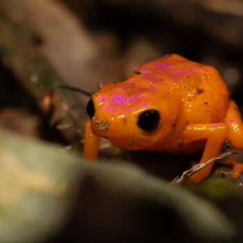 Guilherme Lopes - Brachycephalus rotenberga - pingo-de-ouro