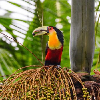 Mário Terra - Ramphastos dicolorus - tucano-de-bico-verde