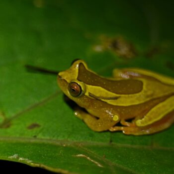 Oliver Prioli - Dendropsophus elegans - perereca-de-colete