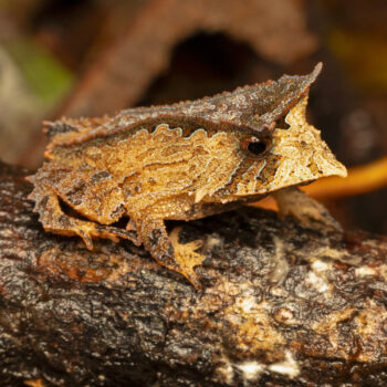 Paulo Mascaretti - Proceratophrys itamari - sapo-folha