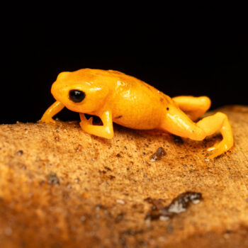 Paulo Mascaretti - Brachycephalus rotenberga - pingo-de-ouro