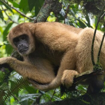 Tomaz Melo - Brachyteles arachnoides - muriqui-do-sul