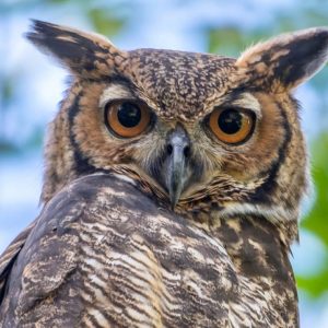 Paulo Mascaretti - Bubo virginianus - jacurutu