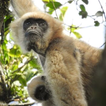 Muriqui, o maior primata das américas é avistado na Serra da Mantiqueira, em São Paulo