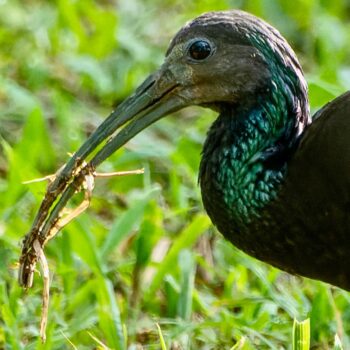 Cibele Manfredini - Mesembrinibis cayennensis - coró-coró